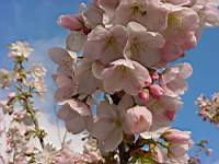 pr serrulata botan zakura.JPG